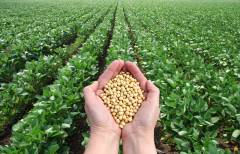 Soybean in hands with soy field in background
