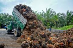 Oil palm plantation worker unloads a truck.